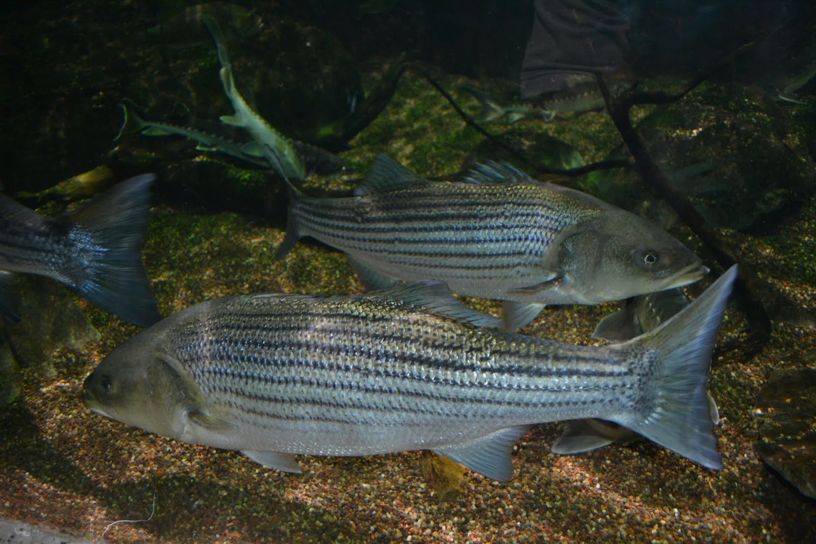 Perciformes Striped Bass The ZT2 Round Table